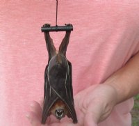 Mummified Hanging Greater Short-Nosed Fruit Bat <font color=red> Wholesale</font> (Cynopterus Sphinx) - 3 @ $36 each; 4 @ $32 each