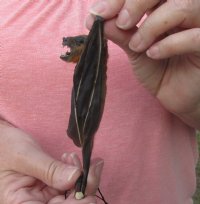 Mummified Hanging Greater Short-Nosed Fruit Bat <font color=red> Wholesale</font> (Cynopterus Sphinx) - 3 @ $36 each; 4 @ $32 each