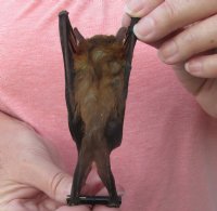 Mummified Hanging Greater Short-Nosed Fruit Bat <font color=red> Wholesale</font> (Cynopterus Sphinx) - 3 @ $36 each; 4 @ $32 each