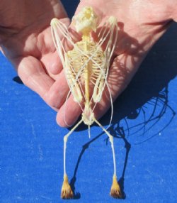 6 inches tall Authentic Greater Short Nosed Fruit Bat Skeletons <font color=red>Wholesale </font>-  4 @ $36.00 each