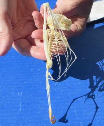 6 inches tall Authentic Great Short Nose Fruit Bat Skeletons <font color=red>Wholesale </font>-  4 @ $36.00 each