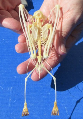 6 inches tall Authentic Greater Short Nosed Fruit Bat Skeletons <font color=red>Wholesale </font>-  4 @ $36.00 each