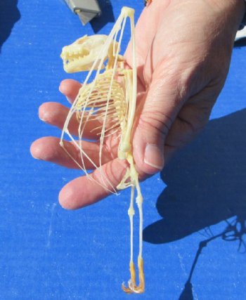 6 inches tall Authentic Greater Short Nosed Fruit Bat Skeletons <font color=red>Wholesale </font>-  4 @ $36.00 each