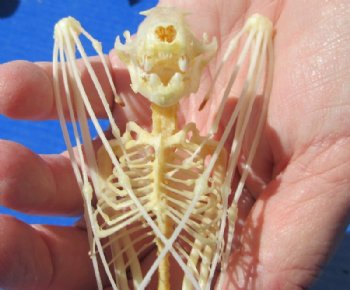 6 inches tall Authentic Great Short Nose Fruit Bat Skeletons <font color=red>Wholesale </font>-  4 @ $36.00 each