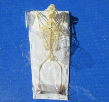 6 inches tall Authentic Great Short Nose Fruit Bat Skeletons <font color=red>Wholesale </font>-  4 @ $36.00 each