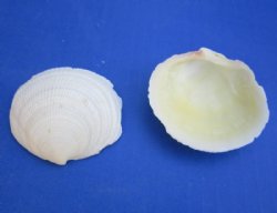 1-1/2 to 2-1/2 Coda...