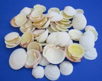 1-1/2 to 2-1/2 Codakia Tigrina Clam Shells for Sale - $5.00 a kilo;  3 bags @ $4.00 a kilo