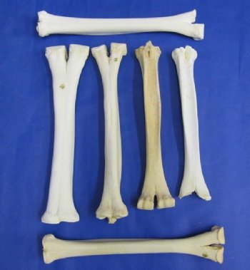 Camel Bones, Camel Leg Bone
