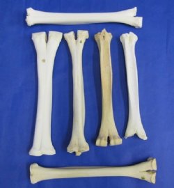 Camel Bones, Camel Leg Bone