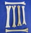 <font color=red>Wholesale </font> Camel Leg Bones for Sale and Individually 14 to 16 inches -  Pack of 8 @ $15.00 each 
