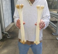 8 Camel Leg Bones <font color=red> Wholesale</font> 14 to 16 inches  for $15.00 each