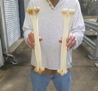 14 to 16 inches Camel Leg Bone for Sale - $23.99 each