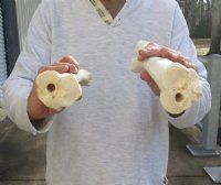 14 to 16 inches Camel Leg Bone for Sale - $23.99 each