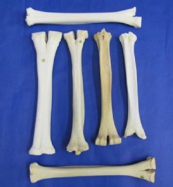 8 Camel Leg Bones <font color=red> Wholesale</font> 14 to 16 inches  for $15.00 each