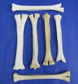 8 Camel Leg Bones  ...