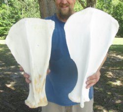 Wholesale Authentic Camel Shoulder Blade Bone (Camelus dromedarius) 15 to 20 Inches -  8 @ $13 each
