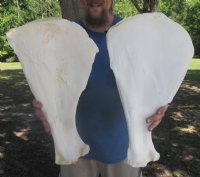 Wholesale Authentic Camel Shoulder Blade Bone (Camelus dromedarius) 15 to 20 Inches -  8 @ $13 each