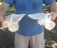 Wholesale Authentic Camel Shoulder Blade Bone (Camelus dromedarius) 15 to 20 Inches -  8 @ $13 each