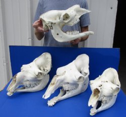 Camel Skulls, Damelus Dromedarius <font color=red> Wholesale</font> Grade B with Damage 13 to 18 inches long -  $189.99 each 