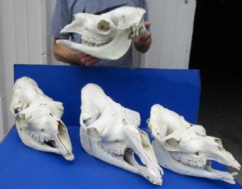 Camel Skull, Damelus Dromedarius <font color=red> Wholesale</font> Grade B with Damage 13 to 18 inches long -  $144.99 each 