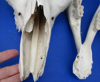 Camel Skull, Damelus Dromedarius <font color=red> Wholesale</font> Grade B with Damage 13 to 18 inches long -  $144.99 each 