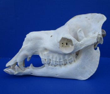 Camel Skull, Camel Skulls