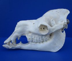 Camel Skull, Camel Skulls