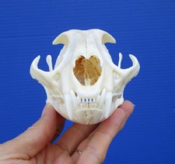 Caracal Cat Skull