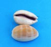 Small Carnalian Cowrie Shells 1 to 2-3/4 inches - 100 @ .10 each; 1000 @ .06 each
