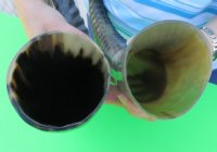 Spiral Carved Cow Horns 15 to 17-7/8 inches - $20.40 each; 2 @ $20.15 each