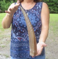 Spiral Carved Cow Horns 15 to 17-7/8 inches - $19.99 each; 2 @ $18.40 each