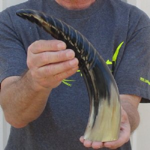 Carved Buffalo Horns