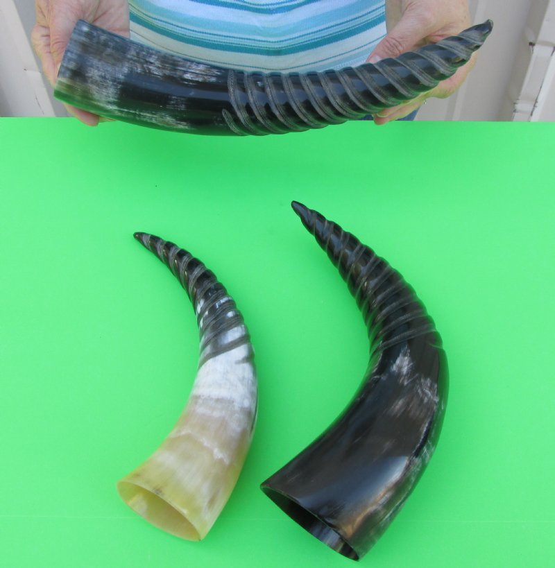 Animal Horn Instrument BELAJAR IPA BERSAMA