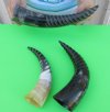 12 to 14-7/8 inches Spiral Carved Buffalo Horns for Decorating - Pack of 1 @ $16.49 each; Pack of 6 @ $13.20 each; 