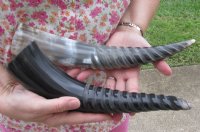 12 to 14-7/8 inches Spiral Carved Cow Horns  - 2 @ $14.40 each