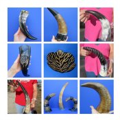 Carved Cattle and Cow Horns