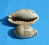 Thick-Edged Cowry Shells 1 to 2 inches - 100 @ .10 each; 500 @ .08 each