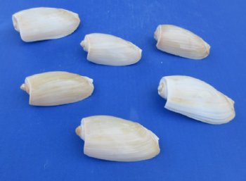 Wholesale Cucumber Volute Shells (Cymbium Cucumis) – Case of 120 @ .85 each