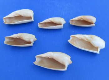 Wholesale Cucumber Volute Shells (Cymbium Cucumis) – Case of 120 @ .85 each