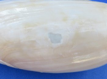 Wholesale Cucumber Volute Shells (Cymbium Cucumis) – Case of 120 @ .85 each