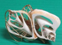 3 inches Straw Angel on Double Center Cut Canarium Seashell Ornaments - 10 pcs @ $2.25 each