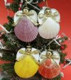 Pecten Nobilis Scallop Seashell Angel Ornaments for a Beach Christmas Tree 2-3/4 to 3 inches, in assorted colors- Pack of 10 @ <font color=red>$1.60</font> each (Pus $7.50 First Class Mail)