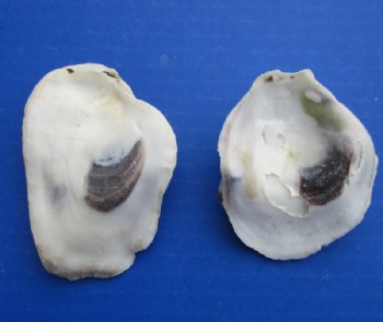 Natural Oyster Shells 1 to 4 inches - Case: 20 kilos @ $4.50 a kilo; <font color=red> Wholesale</font> 2 Cases @ $3.15 a kilo