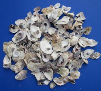 2.2 pounds Natural Oyster Shells 1 to 4 inches - $6.80 a kilo; 3 bags @ $6.00 a kilo