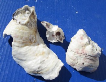 Natural Oyster Shells In Singles and Clusters 2 to 7 inches - Case: 18 kilos @ $4.75 a kilo <font color=red> Wholesale</font> 2 Case @ $3.15 a kilo