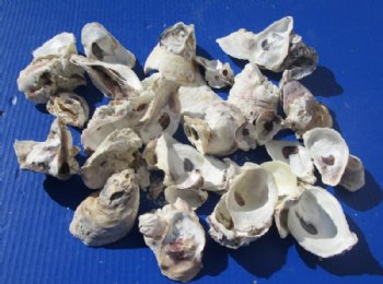 2.2 pounds Natural Oyster Shells In Singles and Clusters 2 to 7 inches - $5.60 a kilo; 3 bags @ $5.15 a kilo