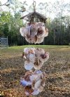 38 inches long Saddle Oyster Shell Wind Chime, with a rustic look - Pack of 1 @ $13.50 each; Bulk Case of 6 @ $11.00 each