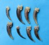 Real Badger Claws for Sale in Bulk - Pack of 10 @ $2.25 each Plus $7.00 First Class Mail;
