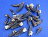 Real Beaver Claws for Sale in Bulk for Jewelry Making and Crafts - Pack of 25 @ <font color=red> .96 each</font> Plus $5.50 for First Class Mail