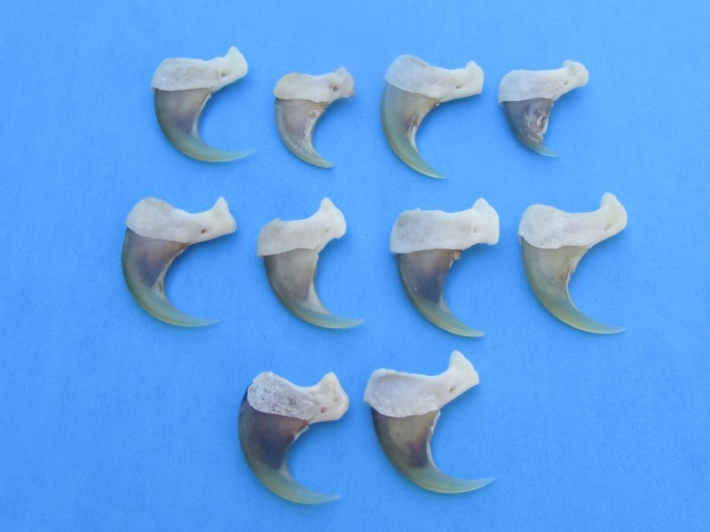 Real Bobcat Claws for Sale at Worldwide Wildlife Products